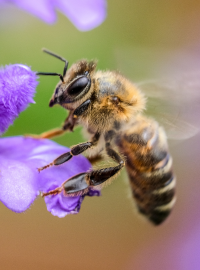 A honeybee hovering by a flower